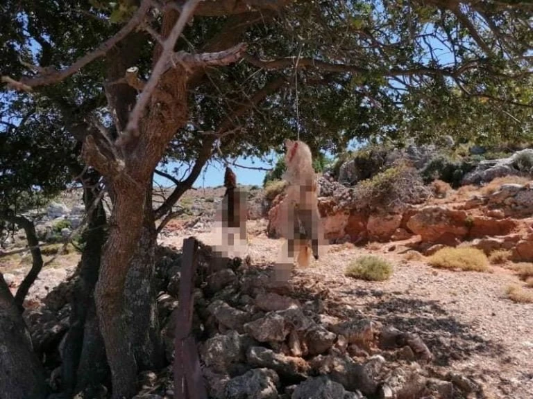 skylos-dentro.jpg