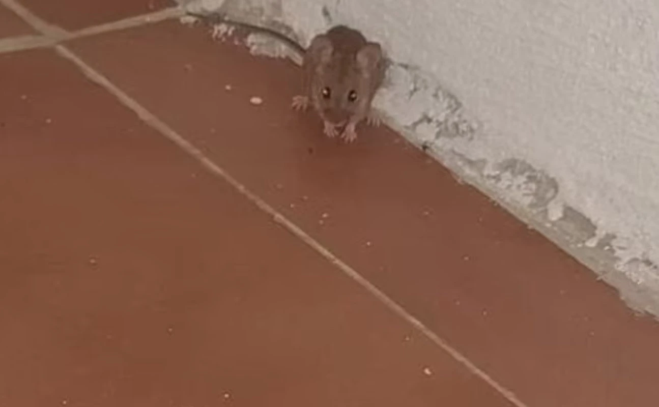 diakopes2.jpg