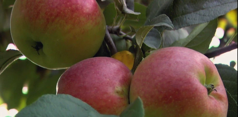 apples.jpg