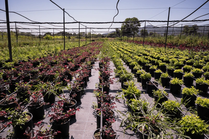 forweb-nursery-07-2021-14.PNG