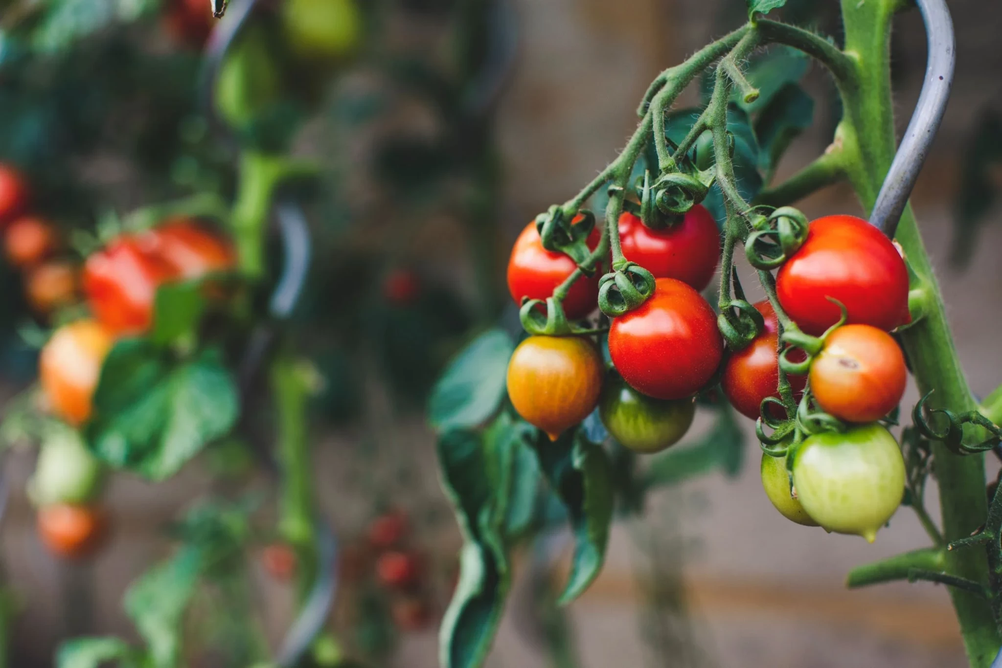 markus-spiske-3rgriigbq8q-unsplash-1.webp