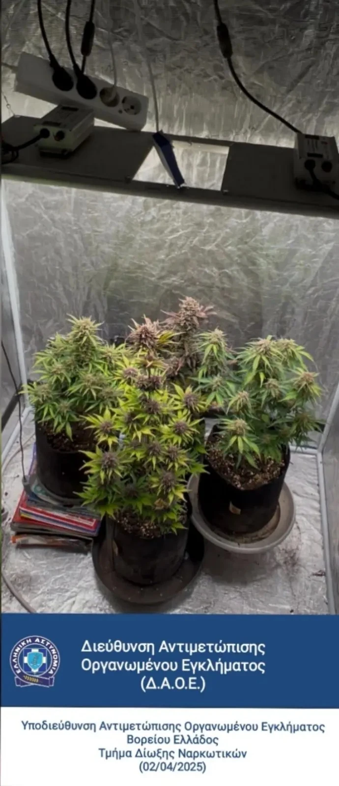 cannabis-skg2.jpg