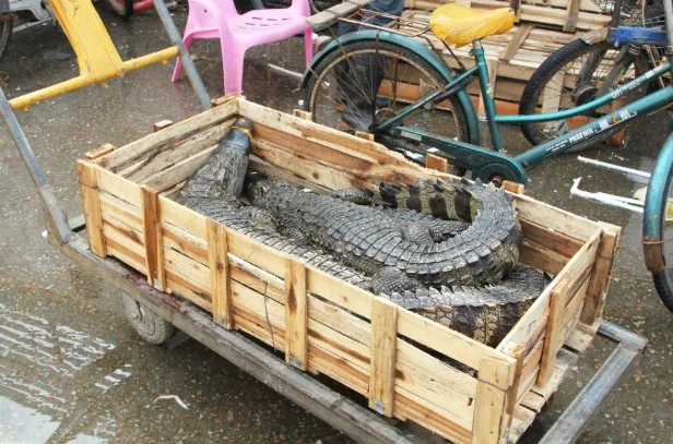 crocodiles-1.jpg