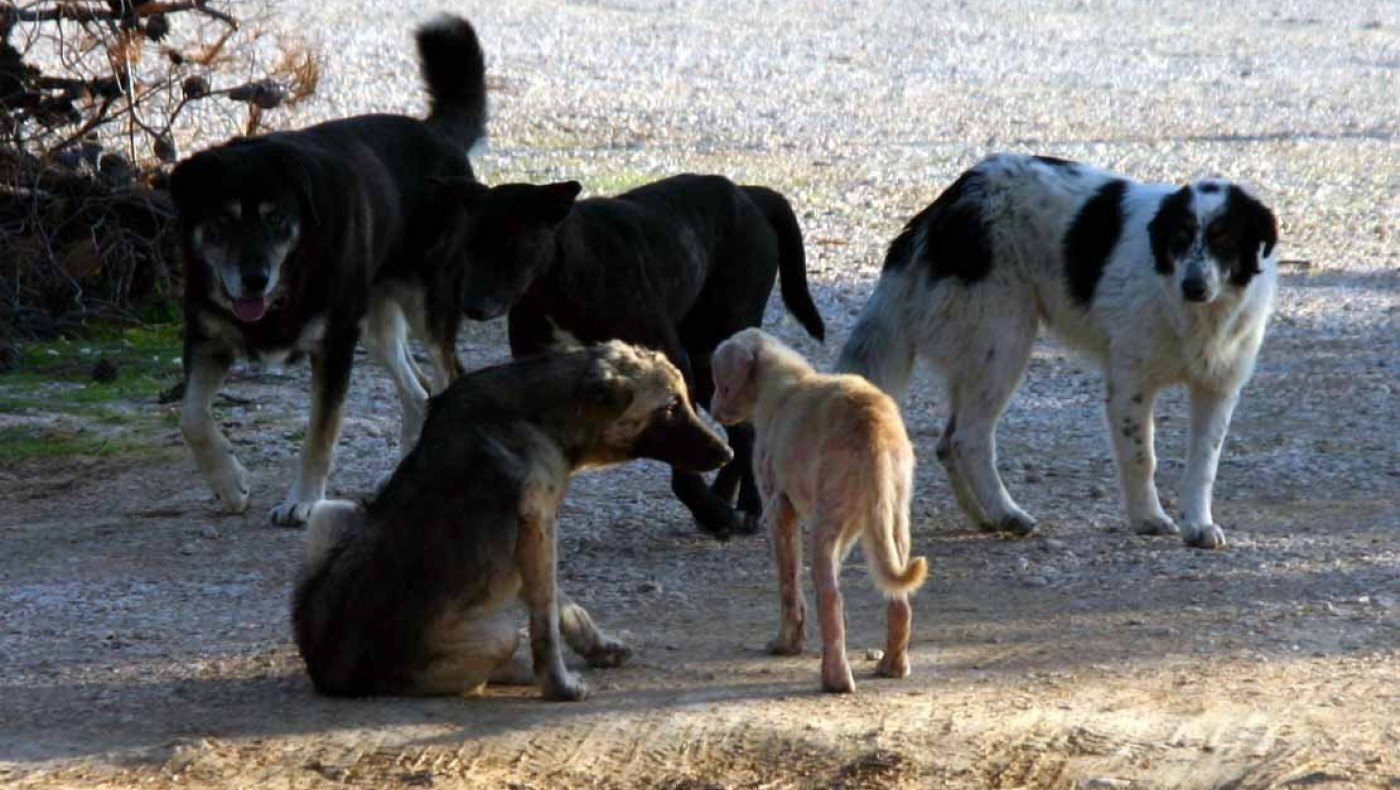 Ημαθία: «Σφραγίστηκε» καταφύγιο ζώων-Καταγγελίες για άθλιες συνθήκες διαβίωσης