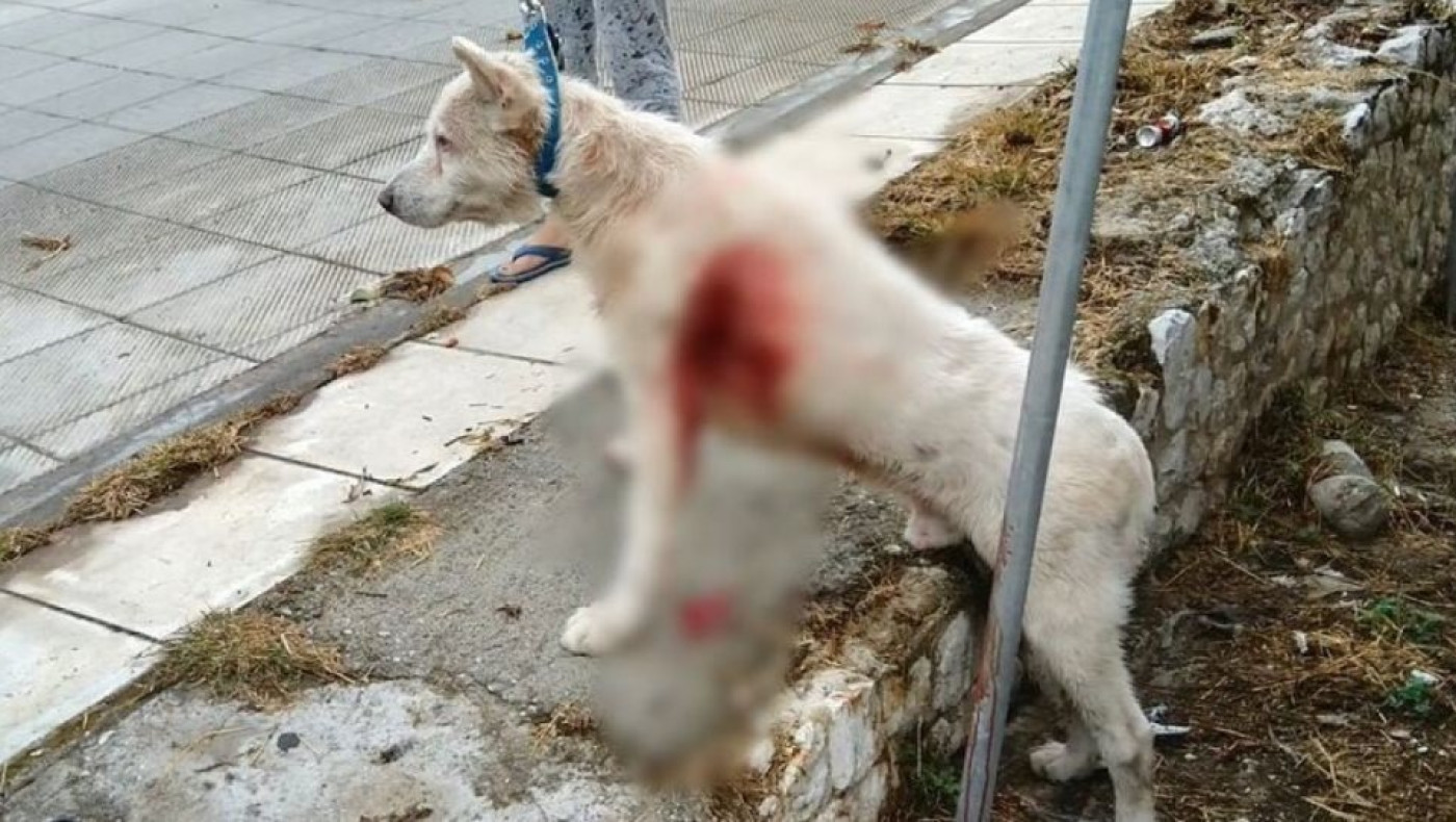 Εξοργισμένοι πολίτες επιχείρησαν να λιντσάρουν τον 54χρονο που μαχαίρωσε το σκυλί
