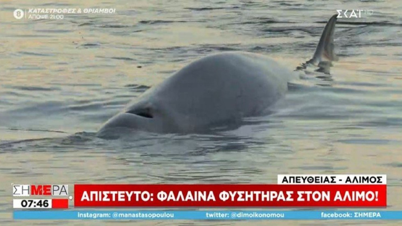 Φάλαινα φυσητήρας στην παραλία Αλίμου - Έχει τραυματιστεί και κινδυνεύει