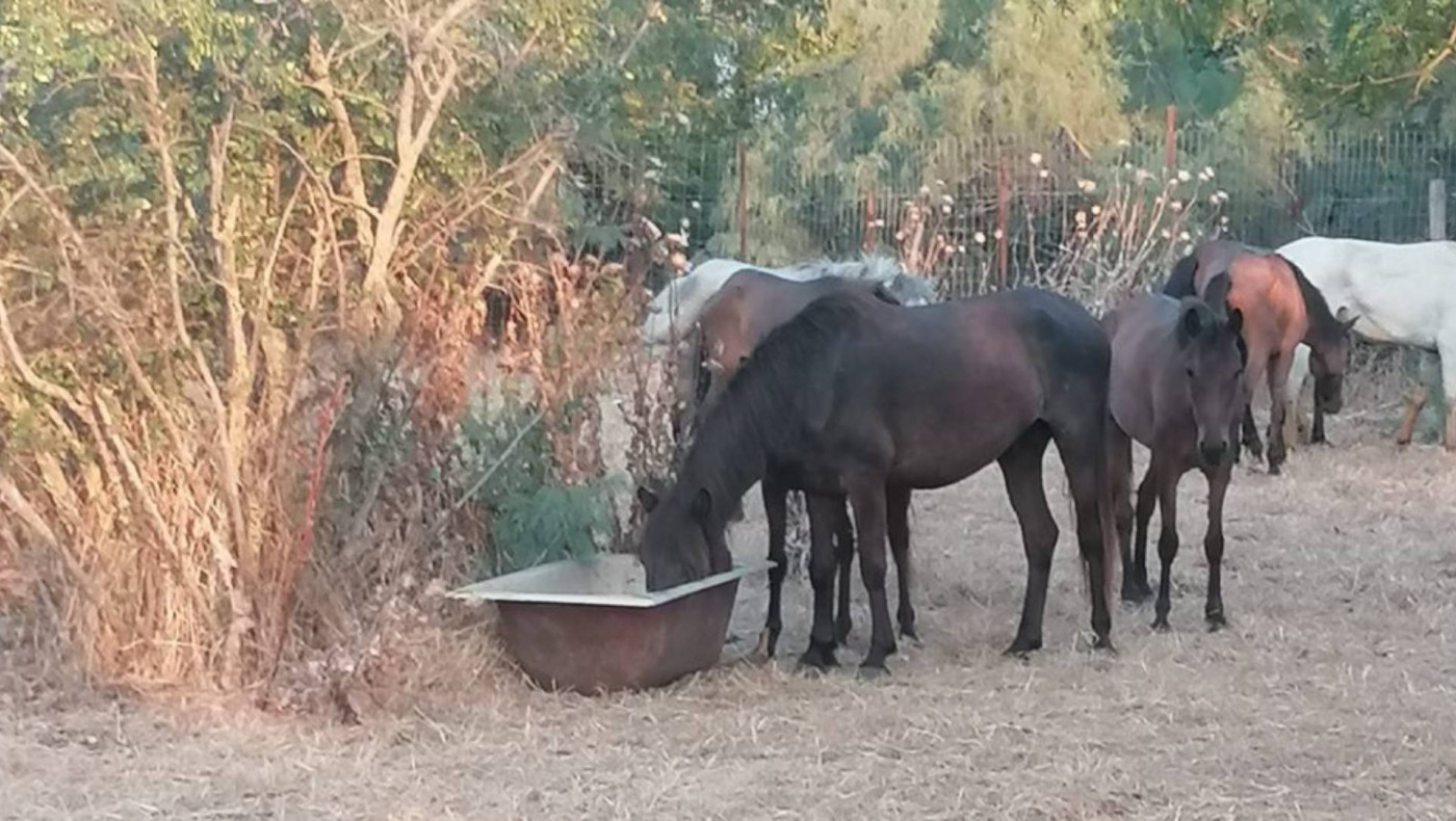 Έβρος: Νεκρά άγρια άλογα λόγω λειψυδρίας
