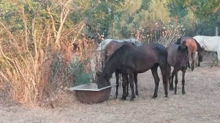 Έβρος: Νεκρά άγρια άλογα λόγω λειψυδρίας