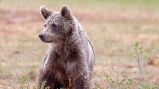 Δράμα-Σκότωσαν αρκούδα και την αποκεφάλισαν: Τι προέκυψε από τη νεκροψία